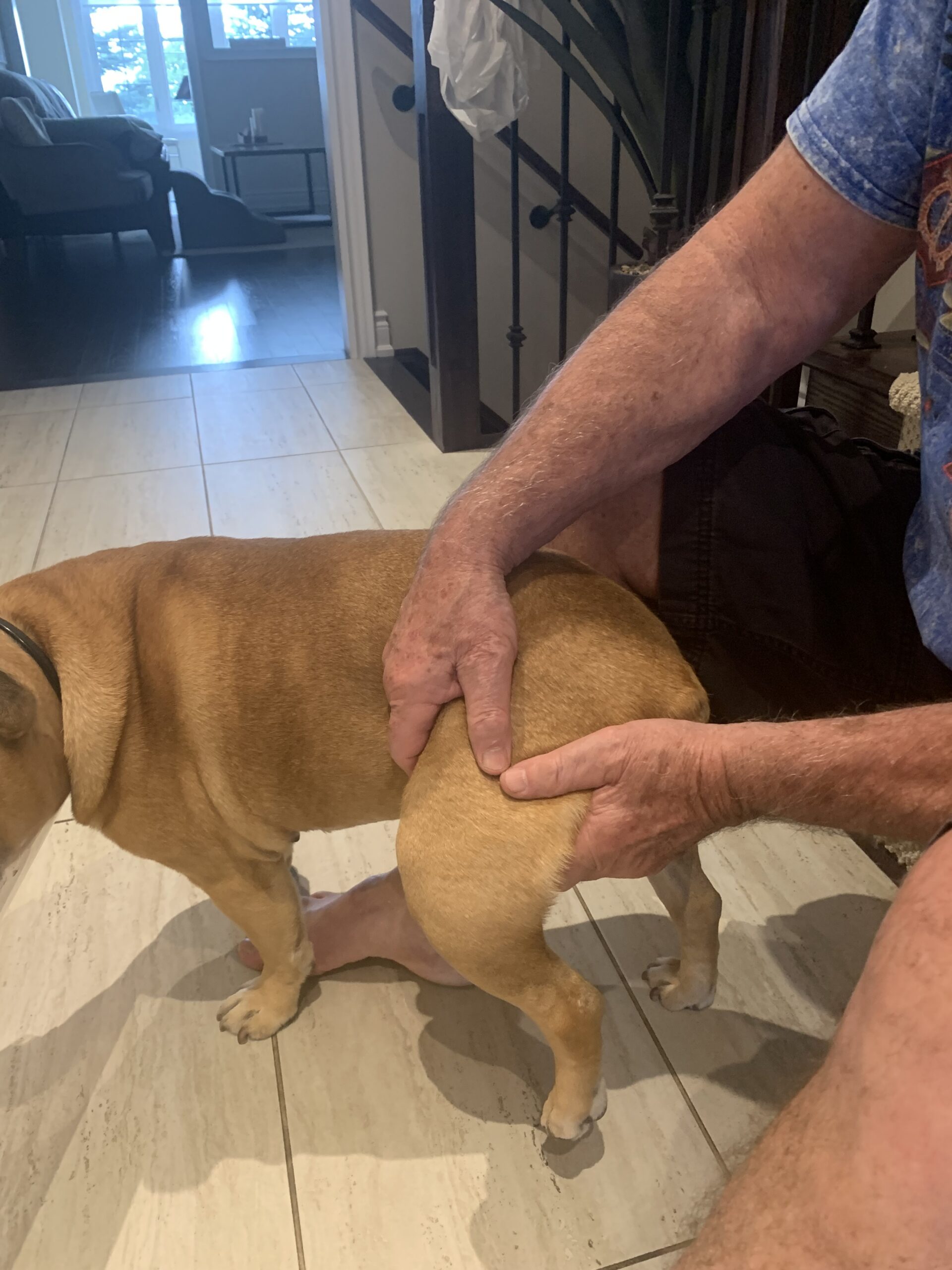 4353 Oscar receiving gentle supportive hands-on treatment following veterinary assessment of his patellar fracture