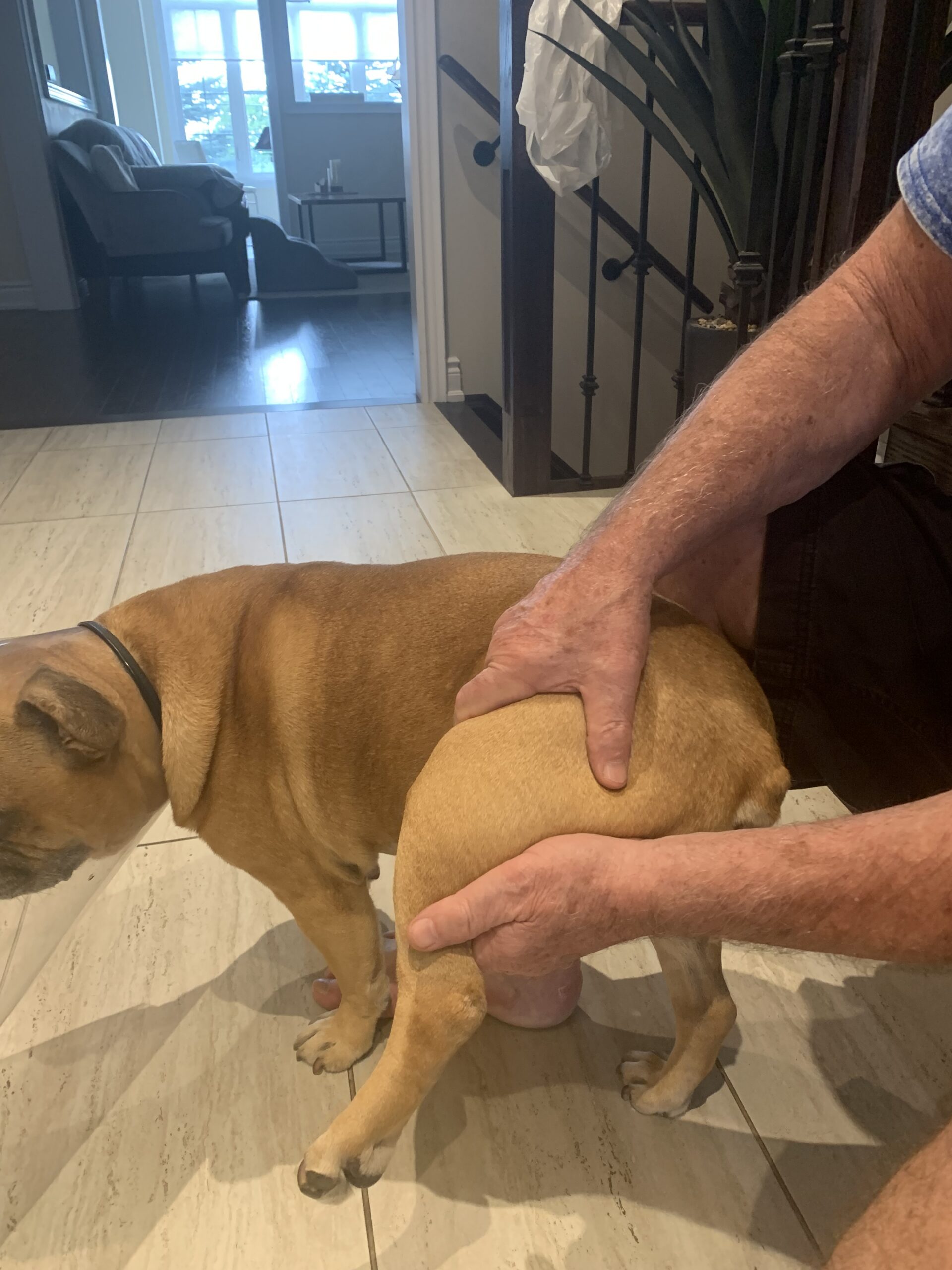 4354 Oscar receiving gentle supportive hands-on treatment following veterinary assessment of his patellar fracture