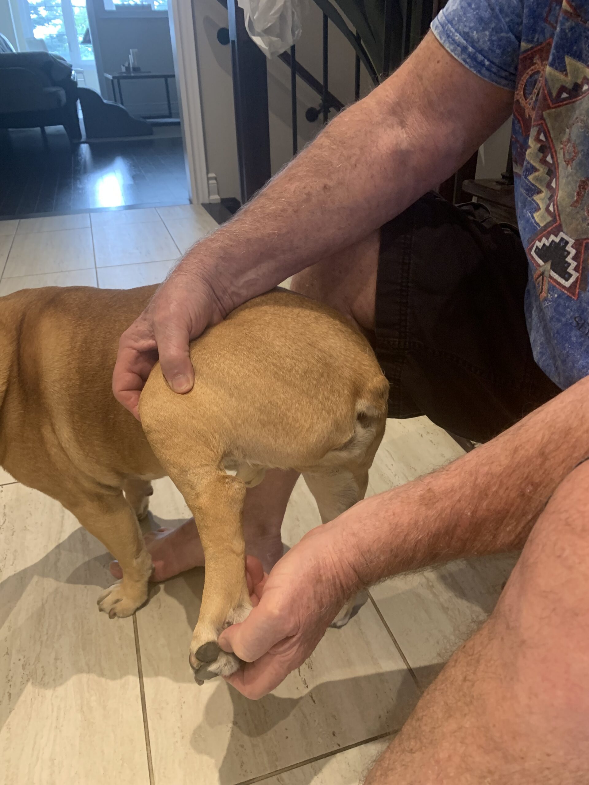 4355 Oscar receiving gentle supportive hands-on treatment following veterinary assessment of his patellar fracture