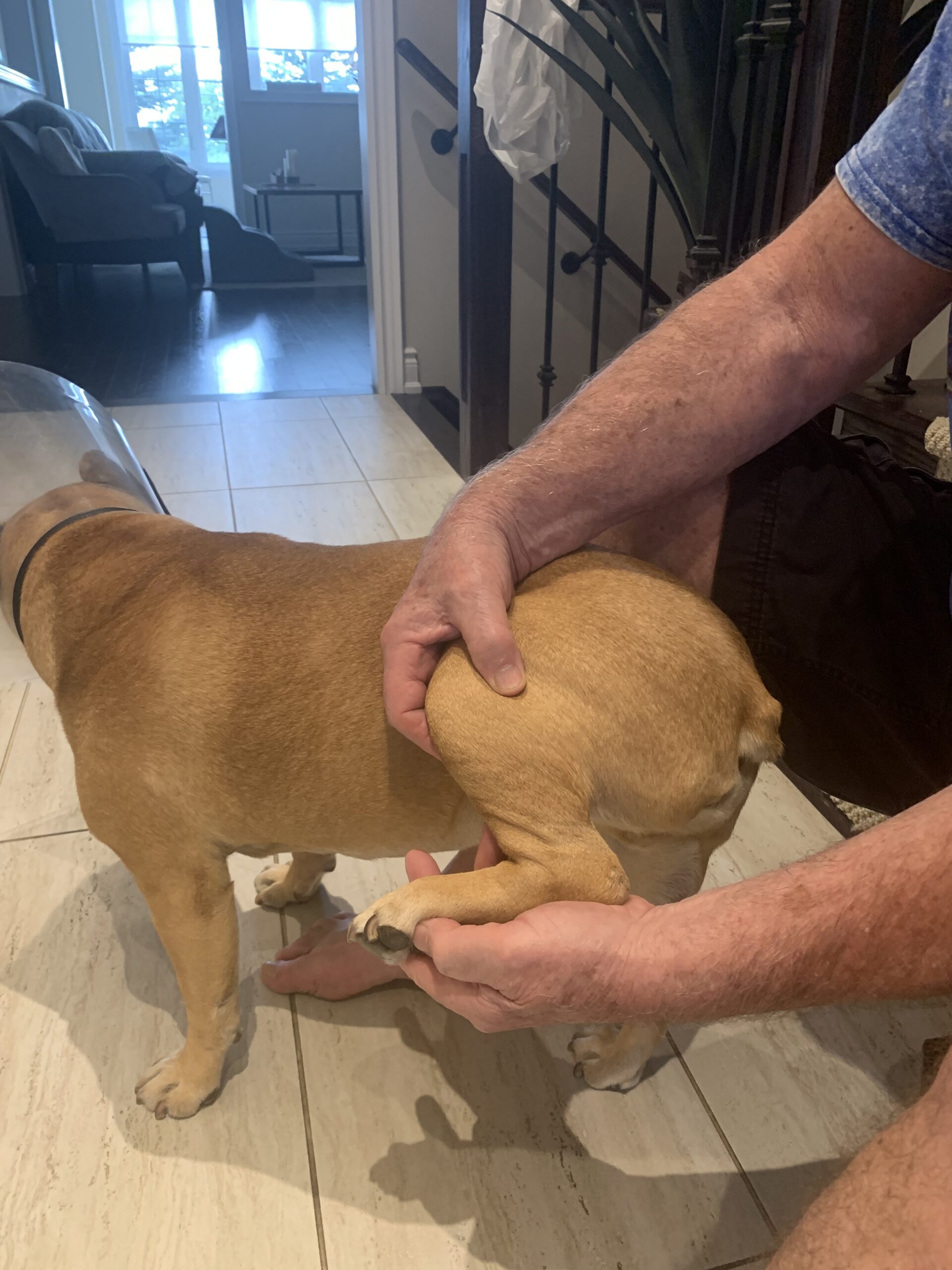 4356 Oscar receiving gentle supportive hands-on treatment following veterinary assessment of his patellar fracture